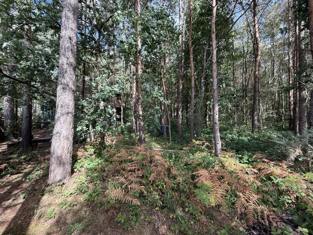 Lot: 188 - APPROX. ONE ACRE OF LAND IN SEMI-RURAL LOCATION WITH UNIQUE HOLIDAY RENTAL - External woodland surrounding cabin